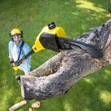 Best Tree and Shrub Care  in USA